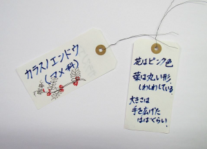470a703cbc0c47479e5e0bc90ce256b4-300x216-1.png