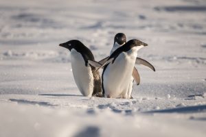 penguinup